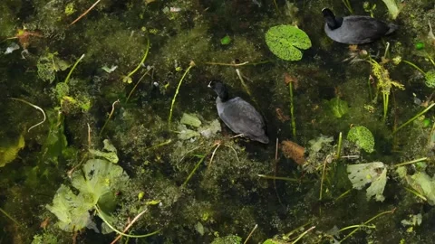View of Eurasian coots in a pond in Copenhagen, Denmark. Video stock 343684986