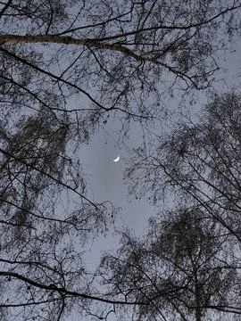 View of Evening Sky Through Bare Tree Branches Stock Photos