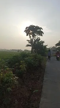 The view in the evening when the shining sun is covered by trees Stock Photos