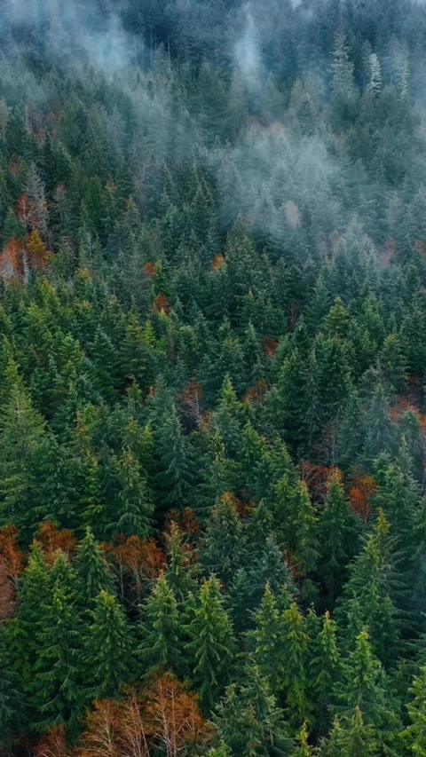 View of evergreen pine tree forest with some dry tees among them. Mist covers Stock Footage 337508967