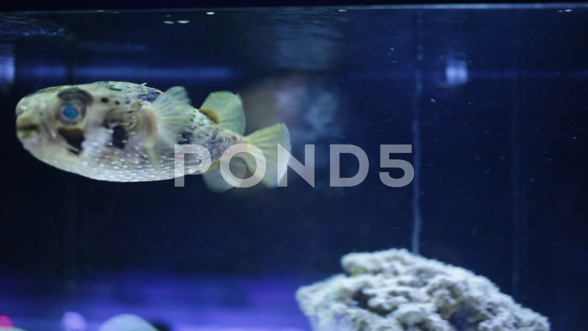 https://images.pond5.com/view-exotic-tropical-balloonfish-also-footage-249501058_prevstill.jpeg