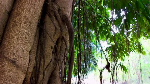 View of expanse of meadows and large tre... | Stock Video | Pond5