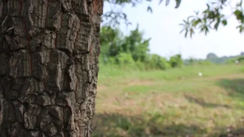 View of expanse of meadows and rice fields and large tree trunks. Stock Footage 245541284
