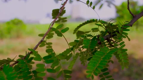 View of expanse of meadows and trees. Stock Footage 245578105