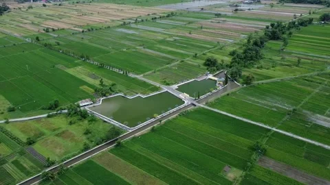 A view of the expanse of rice fields with a pond in the middle Stock Footage 221595789