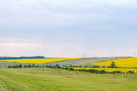 View of the expressway between fields with blooming yellow sunflowers. Stock Photos