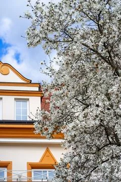 View of the facade of the building through the flowering branches of a magnol Stock Photos