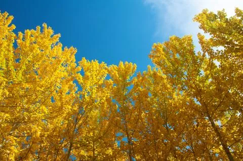 View of fall aspen trees Stock Photos