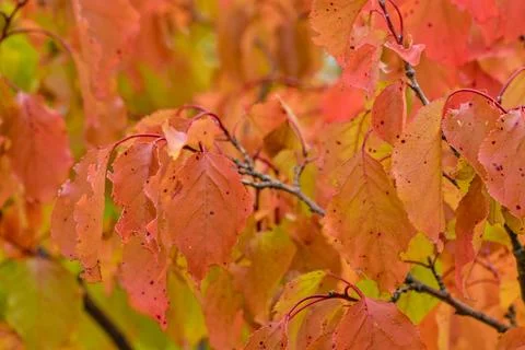 View of fall-colored leaves on a tree. Fall colors on trees. Fall colors on Fotos de archivo