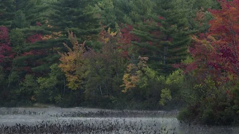 View of Fall Foliage and Fog Rolling Over Lake in Fryeburg, Dawn Time Lapse Stock Footage 85331079