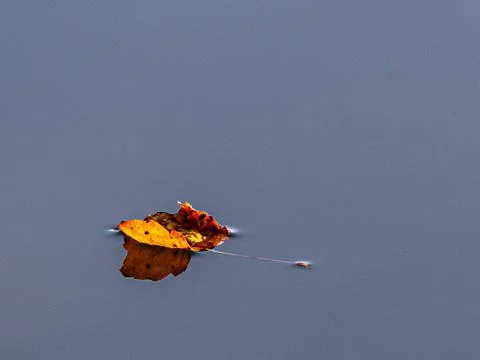 View of a fallen autumn maple leaf floating on the water with its reflection on 스톡 사진