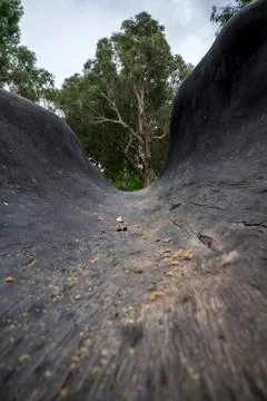 A view from a fallen tree log in Yanchep National Park Stock Photos
