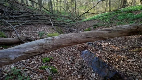 View of a fallen tree trunk over a stream in Anggarden, Sweden. Vídeos de archivo 335608076