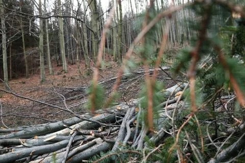 View on fallen trees across branches of spruce Stock Photos