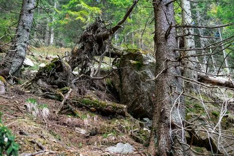 View of fallen trees in the forest on the mountainside. Alpine forest in Aust Stock Photos