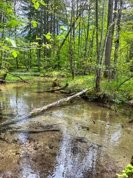 View of fallen trees in a mountain forest flooded with melting water Stock Photos