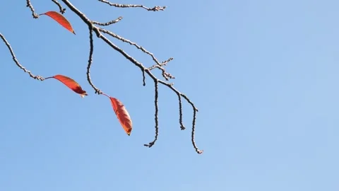 View to falling color changed tree leaves on autumn tree under clear blue s.. Stock Footage 248778100