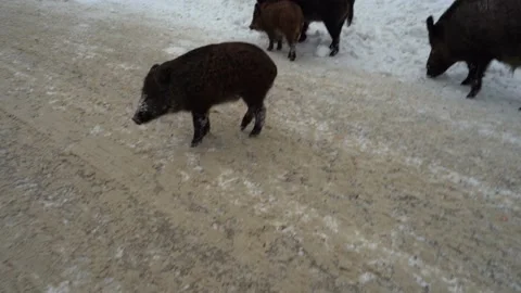 View of a family of Hogs in Canada Stock Footage 147405449