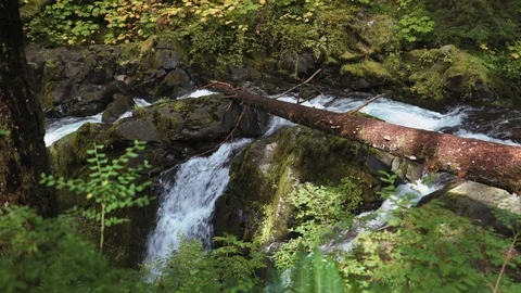 A view of the famous Sol Duc Falls in Olympic National Park. Stock Footage 118796577