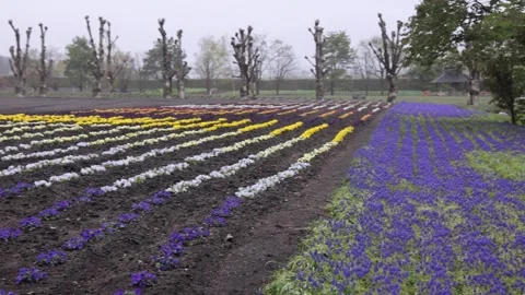 View of Farm Tomita flower fields in Nakafurano, Japan. Video stock 343679803
