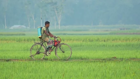 View of a farmer on a bicycle in a rice field, Bangladesh. Video stock 334975671