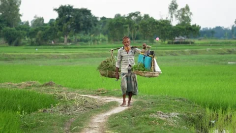 View of a farmer carrying baskets in green rice fields, Bangladesh. 스톡 동영상 334977450