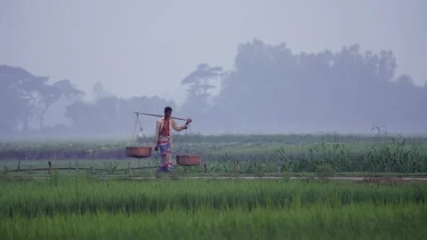 View of a farmer carrying baskets in a misty field, Bangladesh. Video stock 335599221