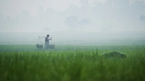 View of a farmer carrying baskets in a misty field, Bangladesh. Vídeo Stock 335599789