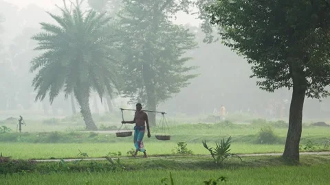 View of a farmer carrying baskets through misty rice fields, Bangladesh. Video stock 335550125