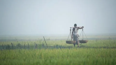 View of a farmer carrying baskets through misty fields, Bangladesh. Vidéo 335587267