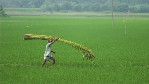 View of a farmer carrying a bundle of crops in Jamalpur, Bangladesh. Video stock 335559684
