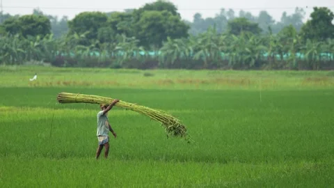 View of a farmer carrying a bundle of crops in a field, Bangladesh. Video stock 335559714