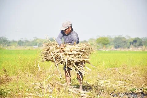 The view of a farmer carrying a bundle of dry wood Stock Photos