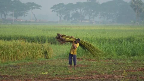 View of a farmer carrying a bundle of jute in a field, Bangladesh. Video stock 334961114