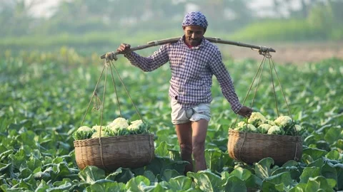 View of a farmer carrying cauliflower baskets in a field, Bangladesh. Stock Footage 335019627