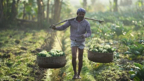 View of a farmer carrying cauliflower baskets in Bogura, Bangladesh. Stock Footage 335019684