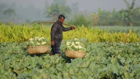 View of a farmer carrying cauliflower baskets in a field, Bangladesh. Stock Footage 335019756