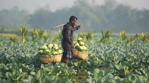 View of a farmer carrying cauliflower baskets in Bogura, Bangladesh. Stock Footage 335019830