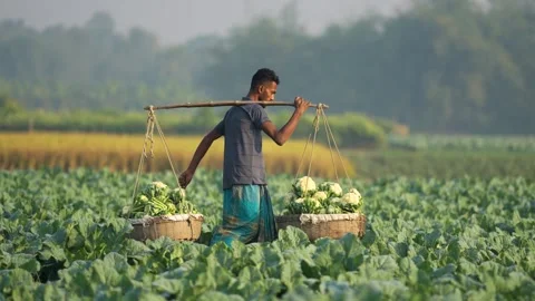 View of a farmer carrying cauliflower baskets in a field, Bangladesh. 스톡 동영상 335020050