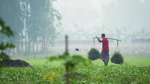 View of a farmer carrying crops on a pole in Bogura, Bangladesh. Video stock 334965883
