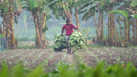 View of a farmer carrying crops through a field, Bangladesh. Video stock 335018082