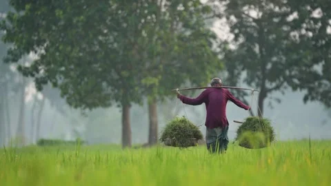 View of a farmer carrying grass in a field, Bangladesh. 스톡 동영상 334967395