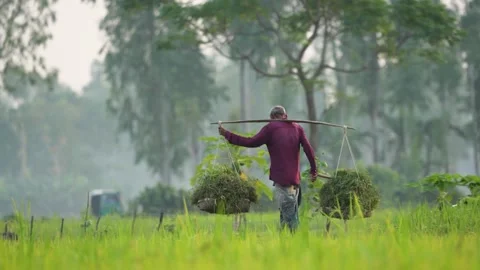 View of a farmer carrying grass on a shoulder yoke, Bangladesh. Video stock 334967494