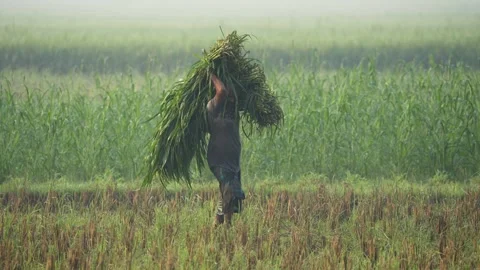 View of a farmer carrying grass through a misty field, Bangladesh. Video stock 334970584