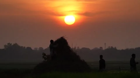 View of a farmer carrying hay at sunset in Bogura, Bangladesh. Video stock 335554437