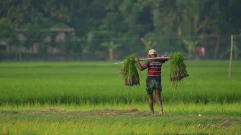 View of a farmer carrying rice seedlings in a field, Bangladesh. Video stock 334976201
