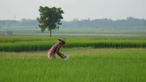 View of a farmer carrying a sack in a rice field, Bangladesh. Stock-Footage 334977506