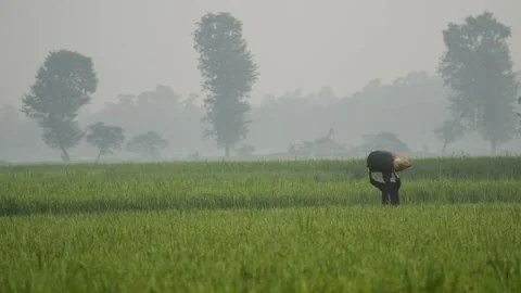 View of a farmer carrying a sack through misty fields, Bangladesh. Video stock 334963979