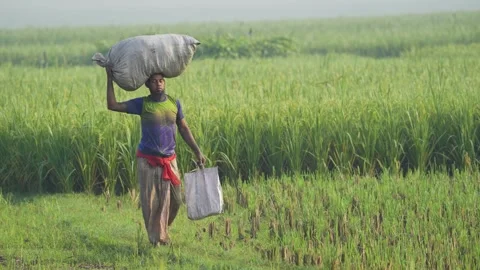 View of a farmer carrying a sack through a rice field, Bangladesh. 스톡 동영상 334970539