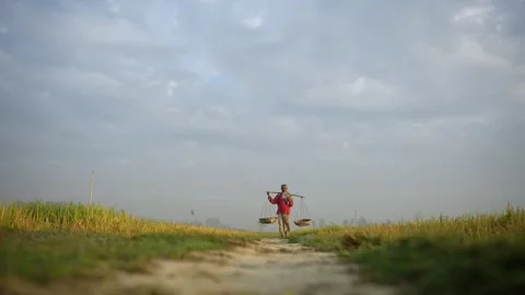 View of a farmer carrying a yoke through rice fields, Bangladesh. Video stock 334964610